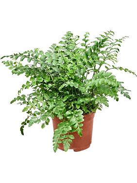 Асплениум Парвати Асплениум Парвати