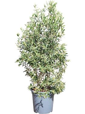 Оливковое дерево (Олива европейская)