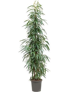 Фикус Бенедикта Али Фикус Бенедикта Али