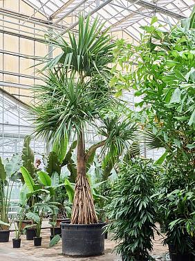 Панданус винтовой (Винтовая пальма)