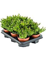 Крассула Овата Хорн Три H20 D12 см