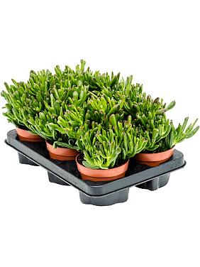 Крассула Овата Хорн Три Крассула Овата Хорн Три