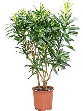 Драцена Песня Шри-Ланки