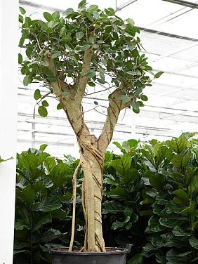 Фикус Бенгальский Фикус Бенгальский