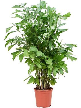 Кариота Митис мягкая Кариота Митис мягкая