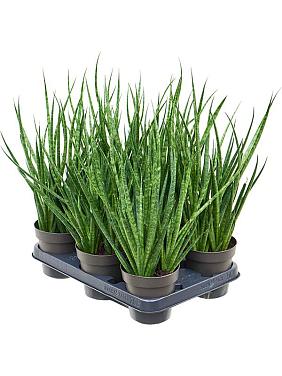 Сансевиерия Комет Кичака Сансевиерия Комет Кичака