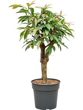 Фикус Бенедикта Амстел Кинг разветвленный