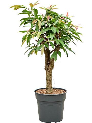 Фикус Бенедикта Амстел Кинг разветвленный