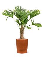 Кашпо Chao pot terra D37 H43 см