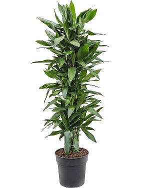 Драцена Фрагранс Джанет Линд разветвленная Драцена Фрагранс Джанет Линд разветвленная