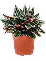 Пеперомия Каперата Россо H20 D11 см