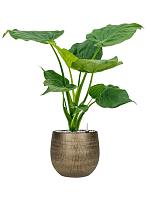 Алоказия Кукулата H65 D19 см