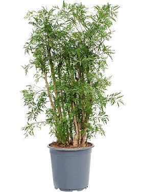 Полисциас Минг