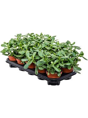 Крассула Овата Сансет Крассула Овата Сансет