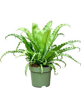 Асплениум Антикум Осака