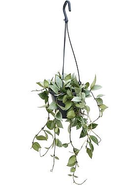 Хойя Карноза мясистая Эскимо ампельная Хойя Карноза мясистая Эскимо ампельная