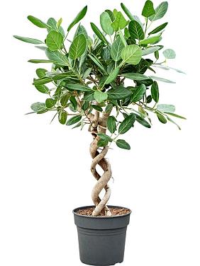 Фикус Бенгальский Одри двойная спираль Фикус Бенгальский Одри двойная спираль