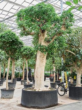 Фикус Микрокарпа Нитида Фикус Микрокарпа Нитида