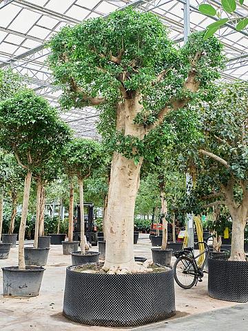 Фикус Микрокарпа Нитида Фикус Микрокарпа Нитида