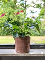 Кашпо Silva pot blush D12 H11 см