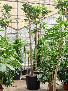 Фикус Лирата