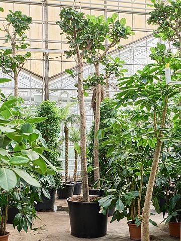 Фикус Лирата Фикус Лирата