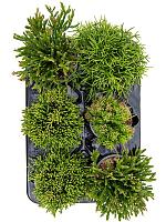 Рипсалис микс H20 D11 см Рипсалис микс H20 D11 см