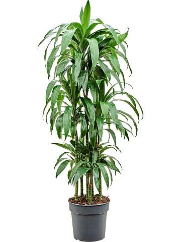 Драцена Фрагранс Джанет Крейг карусель Драцена Фрагранс Джанет Крейг карусель