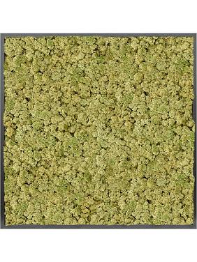 Картина из мха mdf ral 9005 satin gloss 100% reindeer moss (old green) Картина из мха mdf ral 9005 satin gloss 100% reindeer moss (old green)
