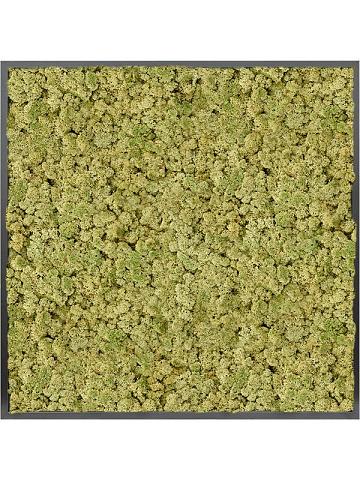 Картина из мха mdf ral 9005 satin gloss 100% reindeer moss (old green) Картина из мха mdf ral 9005 satin gloss 100% reindeer moss (old green)