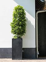 Кашпо Fiberstone bouvy m black L30 W30 H60 см