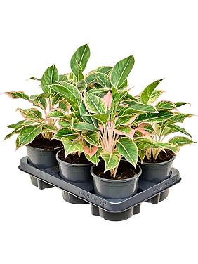 Аглаонема Сиам Пинк