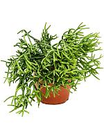 Рипсалис Хетероклада H20 D12 см