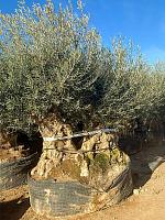 Оливковое дерево (Олива европейская) H310 D200 см