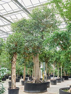 Фикус Рубигиноза Австралийский