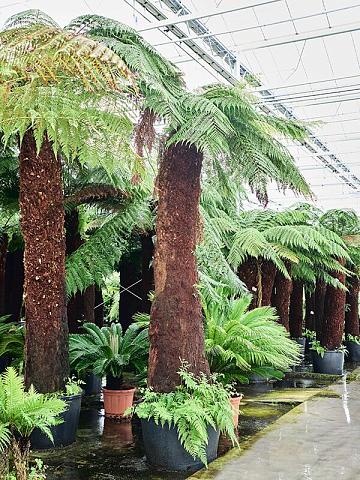 Диксония антарктическая Диксония антарктическая