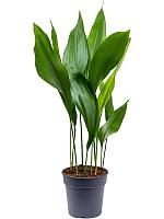 Аспидистра Элатиор высокая H60 D15 см