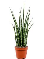 Сансевиерия Цилиндрика Фернвуд Микадо H60 D14 см