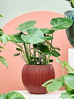 Монстера Делициоза (деликатесная) H70 D19 см