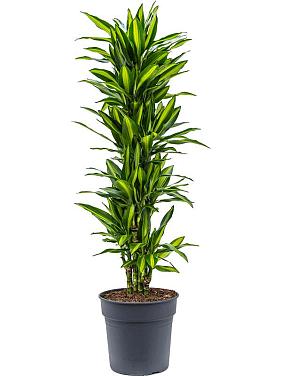 Драцена Фрагранс Чинто разветвленная