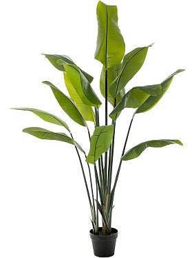 Стрелиция искусственная Стрелиция искусственная