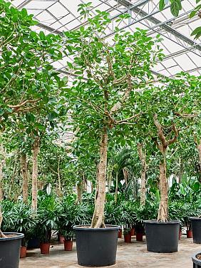 Фикус Альтиссимо Фикус Альтиссимо