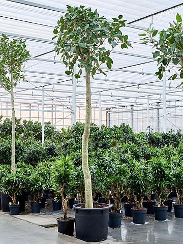 Фикус Бенгальский Одри Фикус Бенгальский Одри