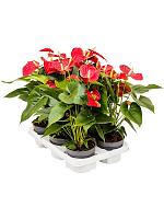 Антуриум Андрианум Сиерра красный H40 D12 см