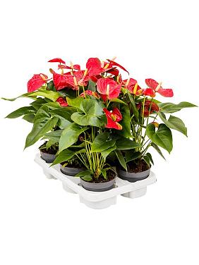 Антуриум Андрианум Сиерра красный Антуриум Андрианум Сиерра красный