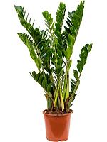 Замиокулькас замиелистный H80 D21 см