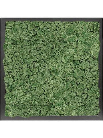 Картина из мха mdf ral 9005 satin gloss 100% reindeer moss (moss green) Картина из мха mdf ral 9005 satin gloss 100% reindeer moss (moss green)