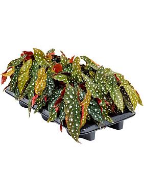 Бегония Макулата Бегония Макулата