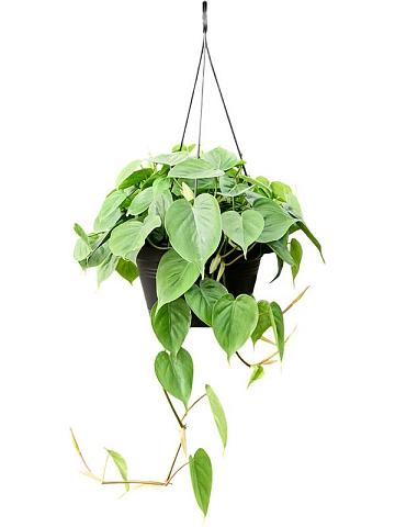 Филодендрон Сканденс ампельный