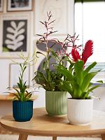 Кашпо Vibes fold round sorbet green D16 H14 см